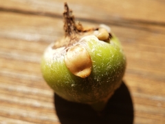 Callirhytis quercusoperator