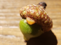 Callirhytis quercusoperator