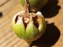 Callirhytis quercusoperator