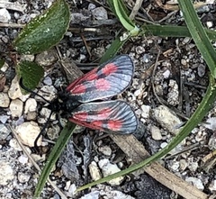 Zygaena exulans