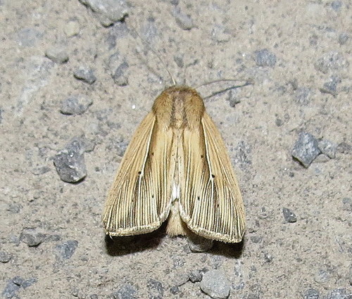 Engraved Wainscot