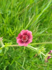Potentilla thurberi
