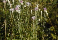 Jurinea stoechadifolia