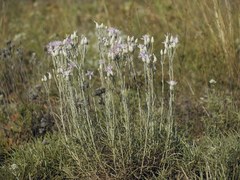 Jurinea stoechadifolia