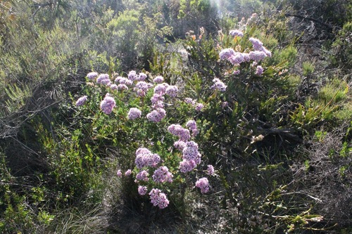 Image of Verticordia densiflora by (c) Malcolm Simard, some rights reserved (CC BY)