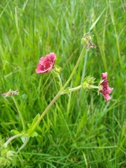 Potentilla thurberi