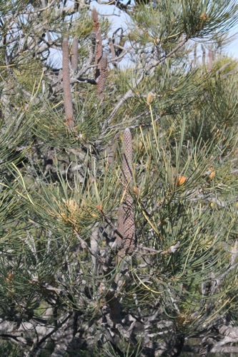 Image of Banksia tricuspis by (c) Malcolm Simard, some rights reserved (CC BY)