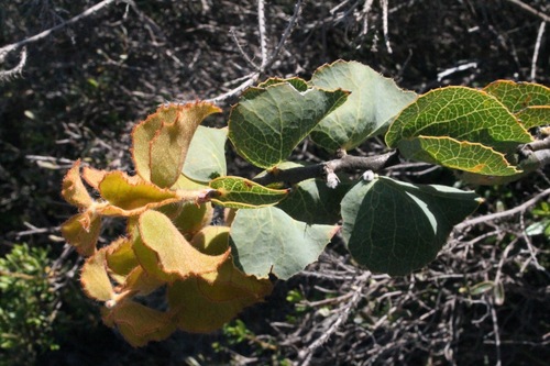 Image of Hakea conchifolia by (c) Malcolm Simard, some rights reserved (CC BY)