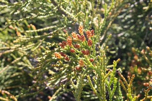 creeping pine (Callitris acuminata)