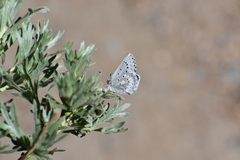 Glaucopsyche piasus