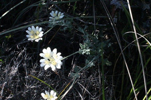 Image of Xanthosia tomentosa by (c) Malcolm Simard, some rights reserved (CC BY)