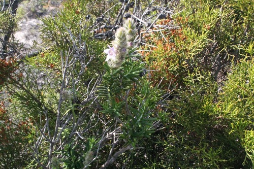 Image of Hemiphora bartlingii by (c) Malcolm Simard, some rights reserved (CC BY)