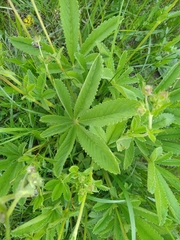 Potentilla thurberi