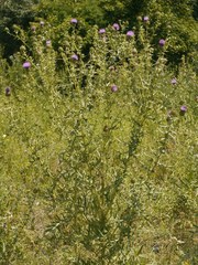 Cirsium ukranicum