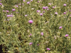 Cirsium ukranicum