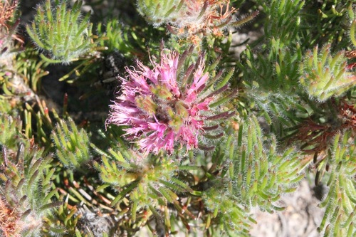 Melaleuca trichophylla observed 2024-11-04
