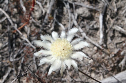 Image of Actinotus leucocephalus by (c) Malcolm Simard, some rights reserved (CC BY)