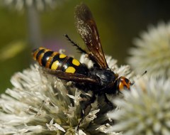 Megascolia maculata maculata