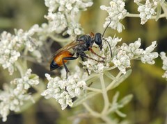Sphex funerarius