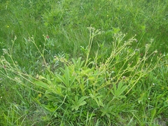 Potentilla thurberi