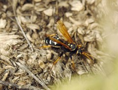 Parabatozonus lacerticida