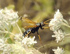 Parabatozonus lacerticida