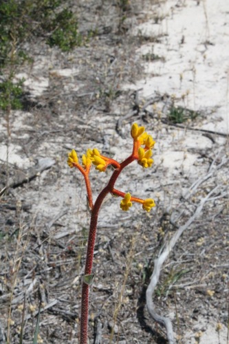Image of Anigozanthos pulcherrimus by (c) Malcolm Simard, some rights reserved (CC BY)