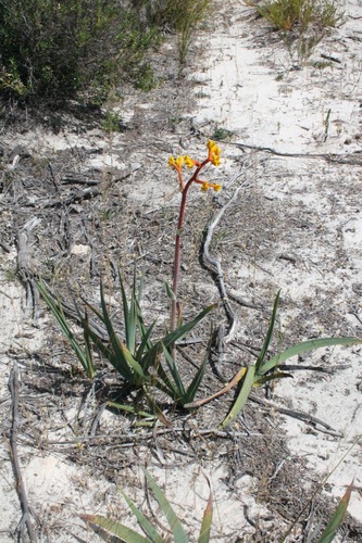 Anigozanthos pulcherrimus, photograph 2