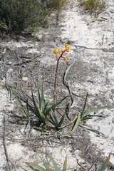 Anigozanthos pulcherrimus, photograph Malcolm Simard, CC BY, iNaturalist via GBIF