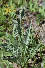 Crepis acuminata