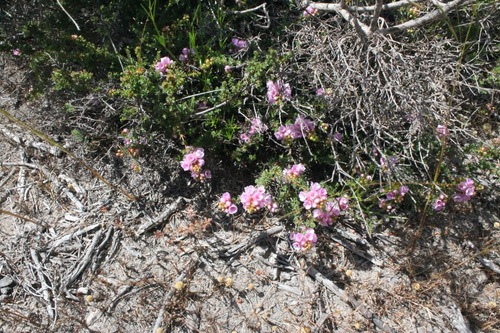 Image of Verticordia pennigera by (c) Malcolm Simard, some rights reserved (CC BY)