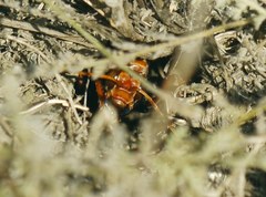 Cryptocheilus rubellus