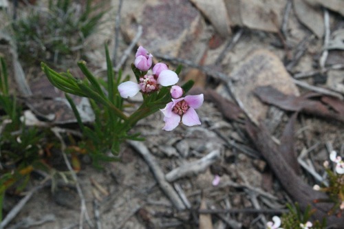 Image of Boronia cymosa by (c) Malcolm Simard, some rights reserved (CC BY)