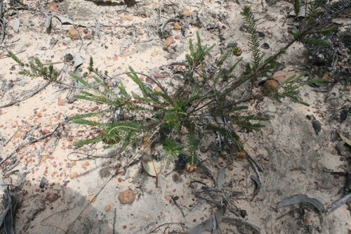 Image of Darwinia neildiana by (c) Malcolm Simard, some rights reserved (CC BY)