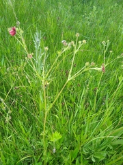 Potentilla thurberi
