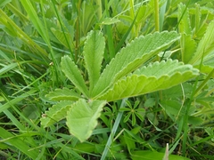 Potentilla thurberi