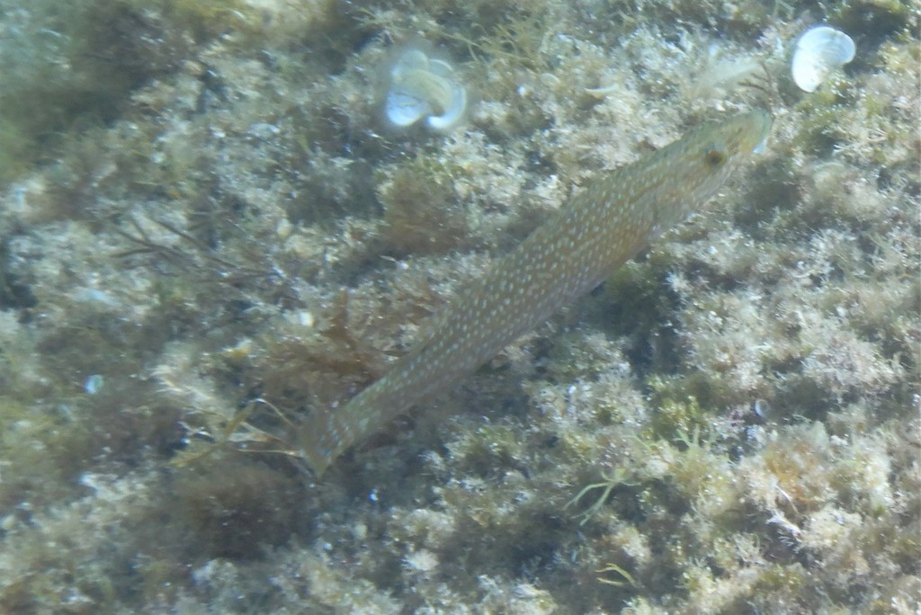 Green Wrasse