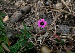 Geranium ocellatum, photograph Ramnarayan K, CC BY, iNaturalist via GBIF