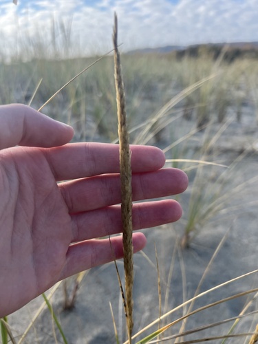 Calamagrostis breviligulata, photograph 5