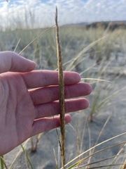 Calamagrostis breviligulata, photograph Ryan, CC0, iNaturalist via GBIF