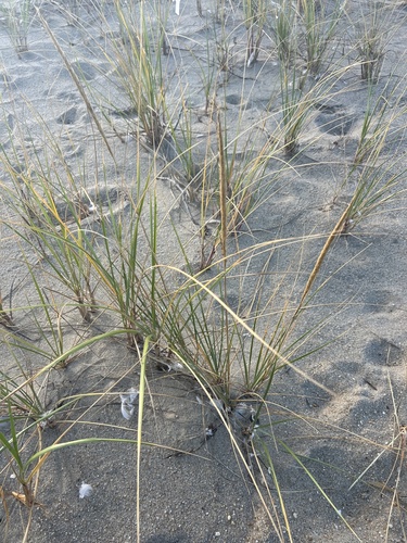 Calamagrostis breviligulata, photograph 6