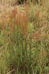 Rumex thyrsiflorus