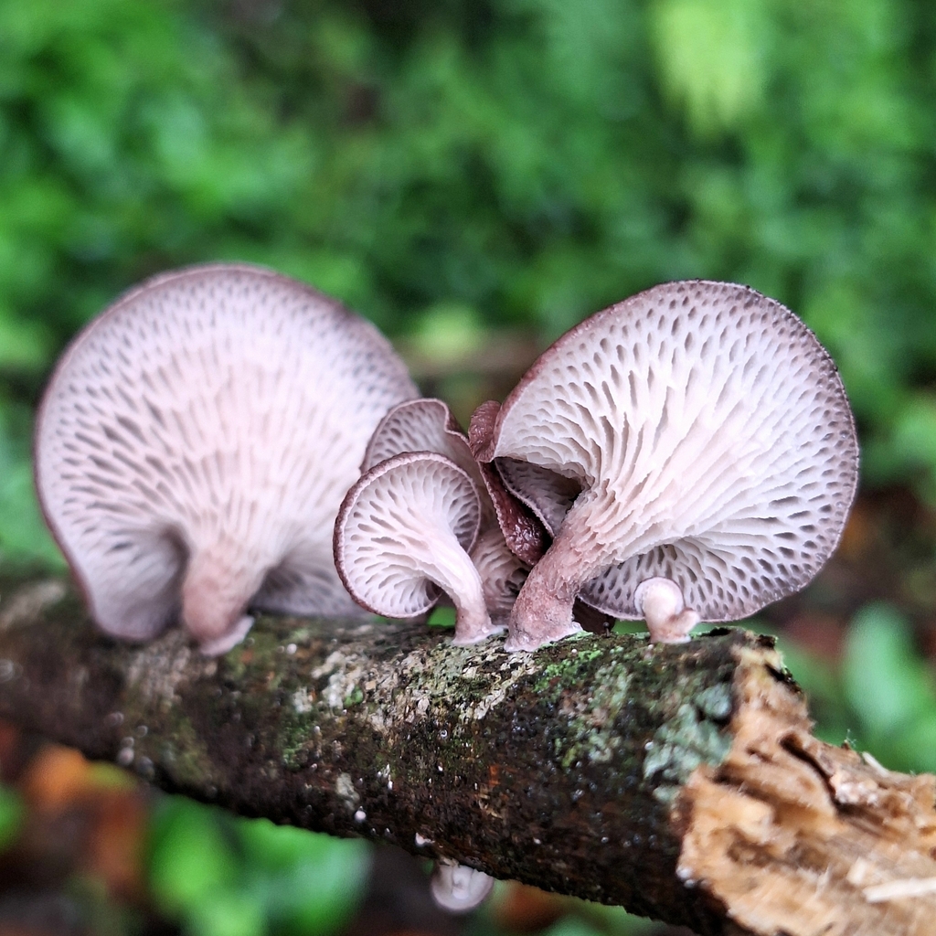 Neofavolus subpurpurascens · November 2024 · photo: © deniszabin (iNaturalist, cc-by)