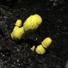 Leucocoprinus birnbaumii image