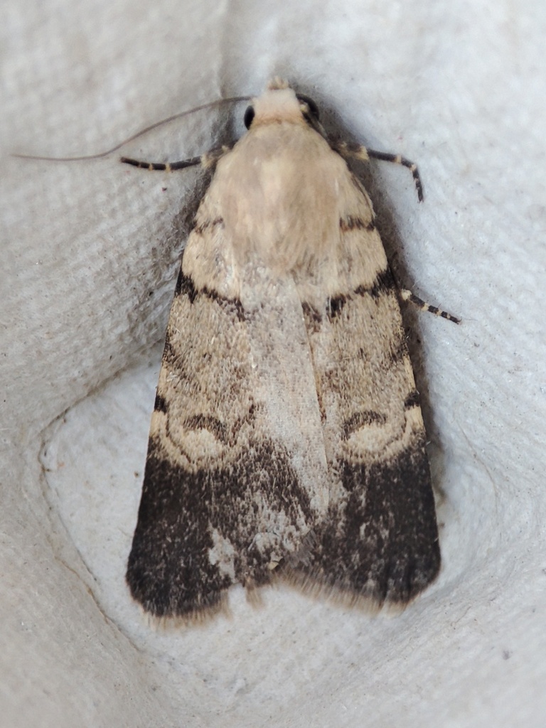 Caradrina alfierii