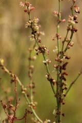 Rumex thyrsiflorus