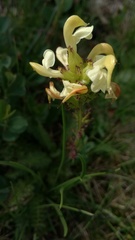 Pedicularis tuberosa