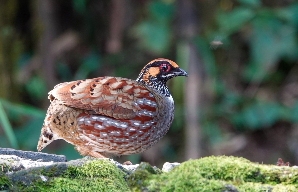 Hill Partridge from 2745+3XP, Senchal, Darjeeling, Senchal Forest, West ...