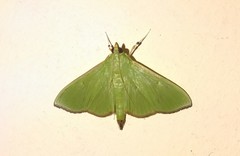 Parotis punctiferalis