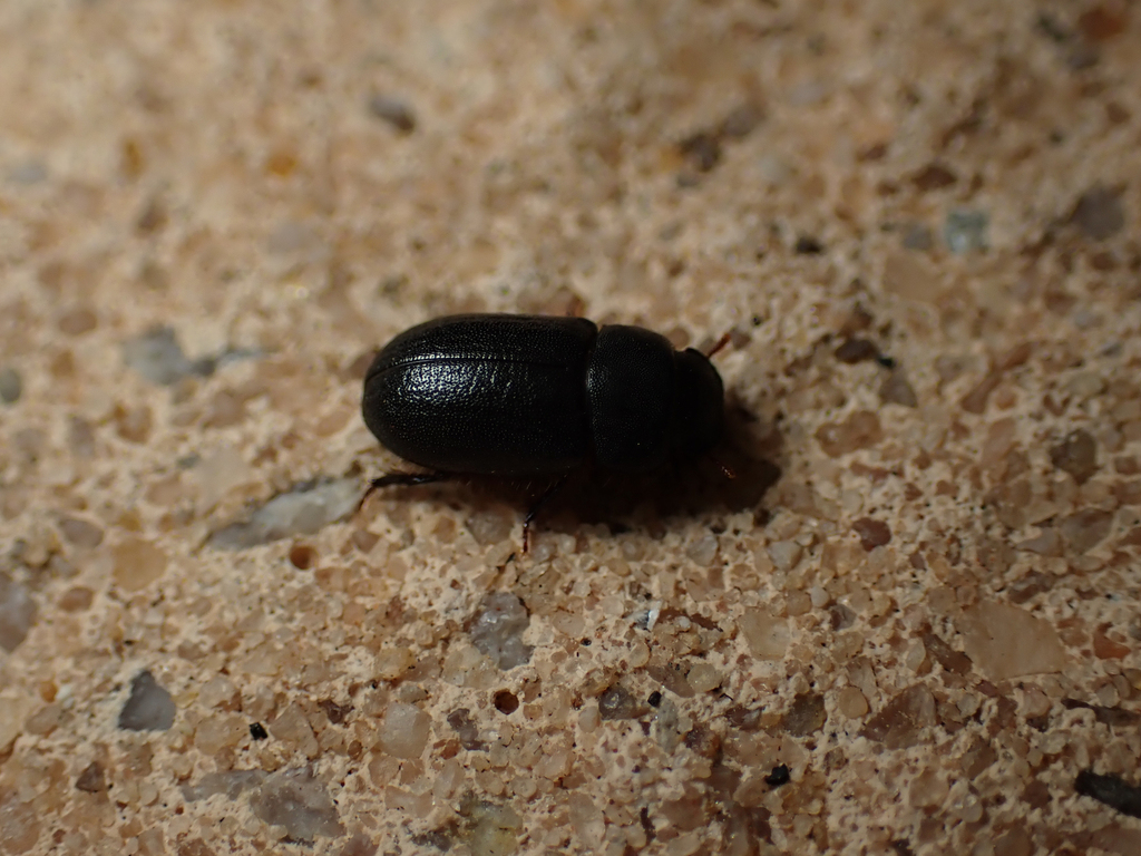 Darkling Beetles in November 2024 by Joshua S. Martin · iNaturalist ...